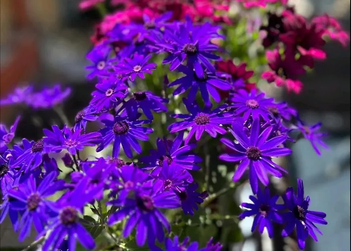 Ivy 게스트하우스