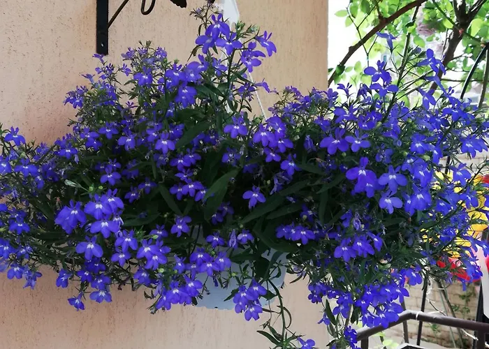 게스트하우스 Ivy