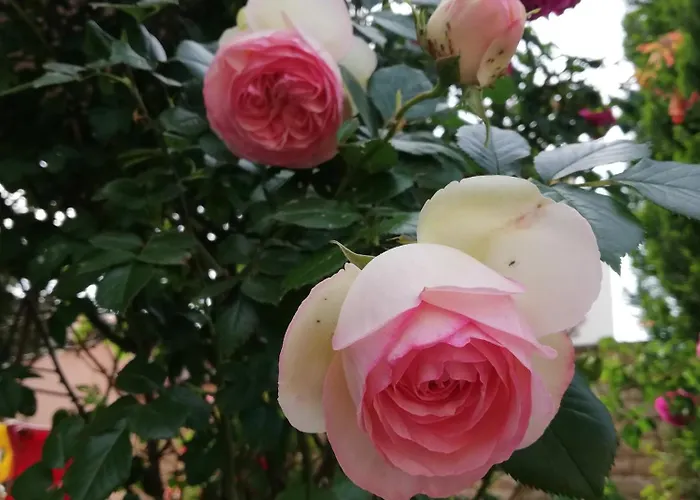 Ivy 게스트하우스 라브다