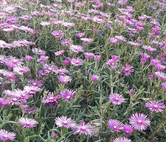 게스트하우스 Ivy 라브다