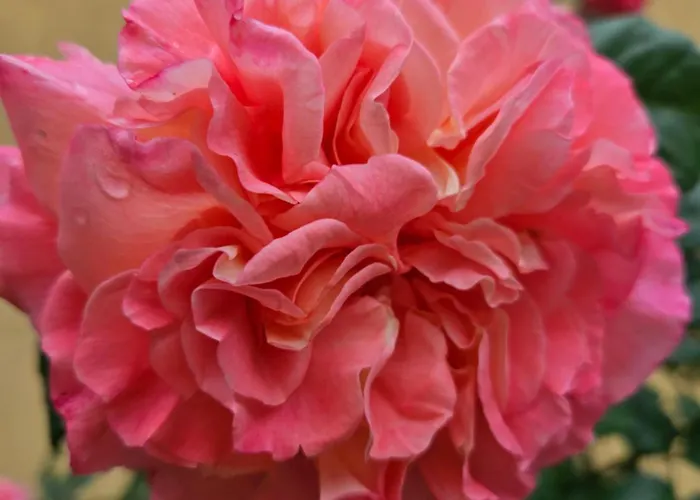 게스트하우스 Ivy 2*