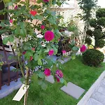 под наем иви - 2* Ράβντα