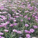 Πανσιόν под наем иви - Ράβντα