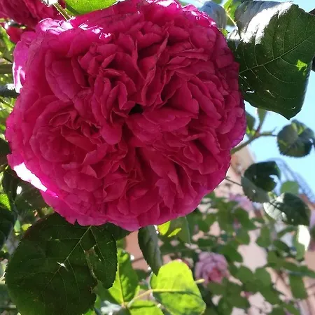 Vendégház Ivy Ravda