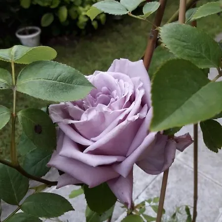 Vendégház Ivy Ravda