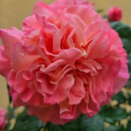 Guest house Ivy 2*
