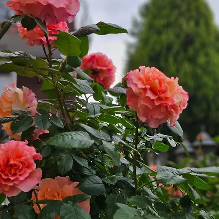 Ivy Casa de hóspedes 2*